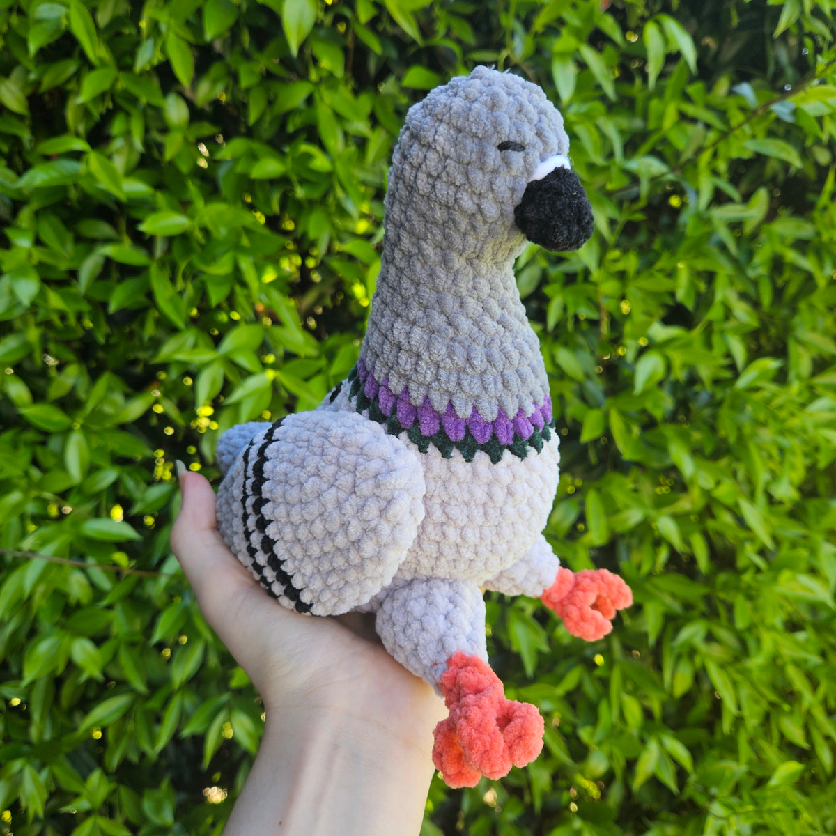 Pigeon